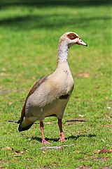 Egyptian Goose